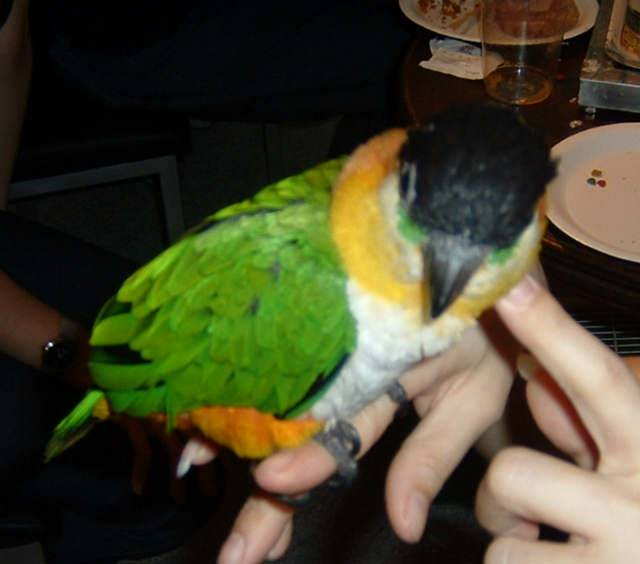 4月19日鳥聚