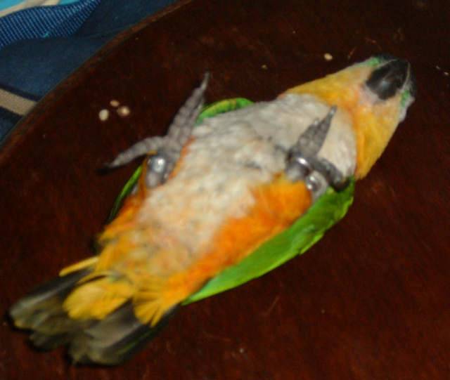 4月19日鳥聚