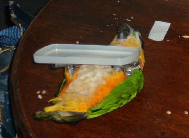 4月19日鳥聚