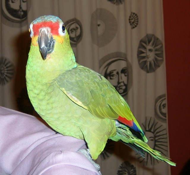 4月19日鳥聚