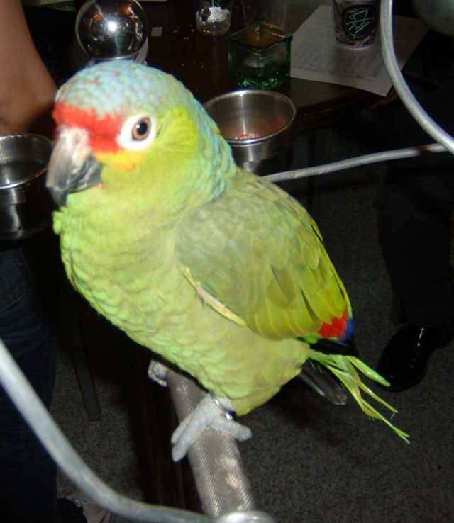 4月19日鳥聚
