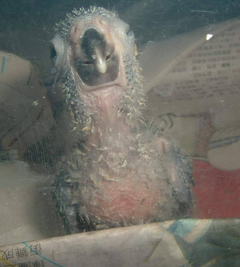 肚肚餓