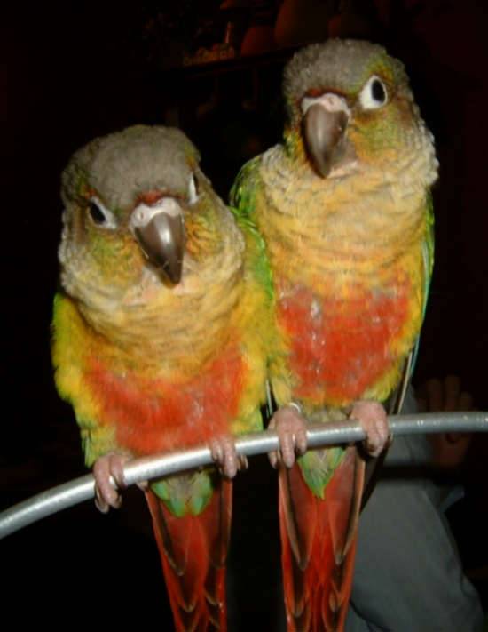 4月19日鳥聚