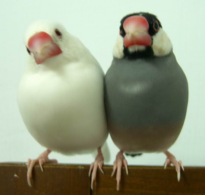 黑啾＆棉花糖問候媽咪