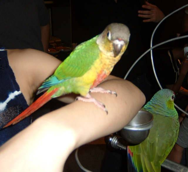 4月19日鳥聚
