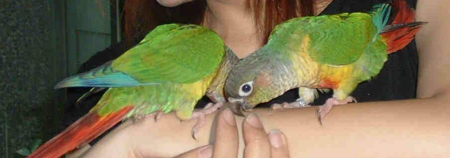 4月19日鳥聚