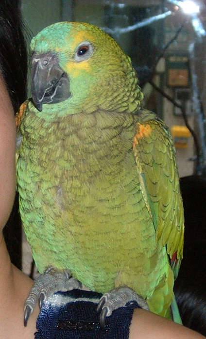 4月19日鳥聚