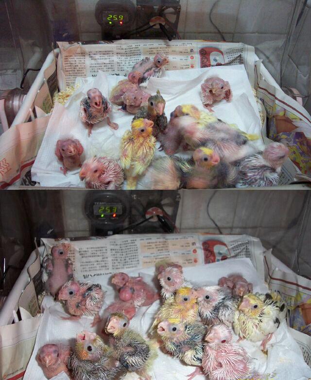BABY=小惡魔
