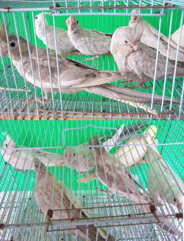 ●~Cockatiel~●