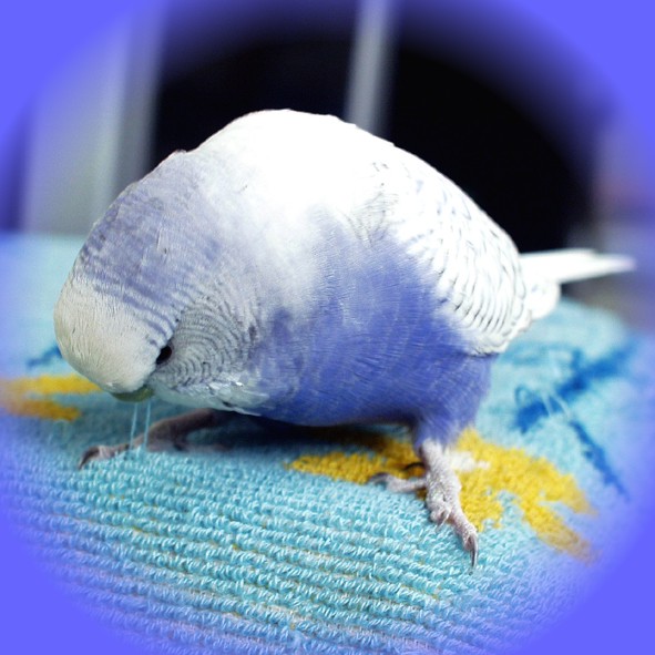 純欣賞
