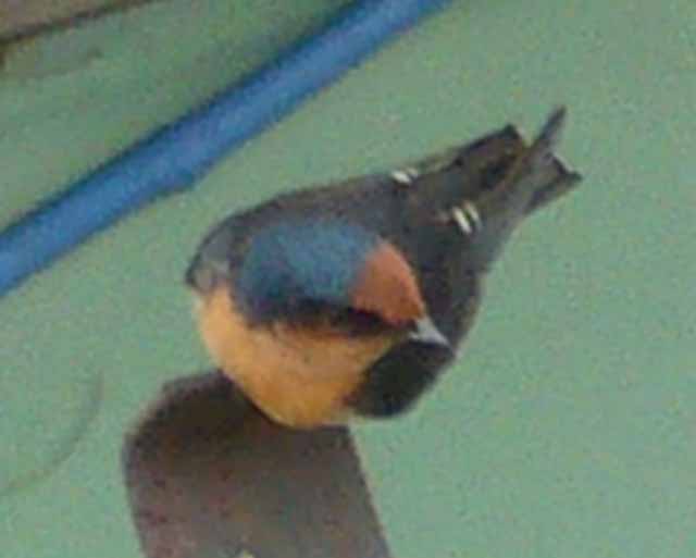 不認識的鳥