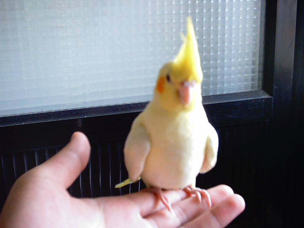 玄鳳~~