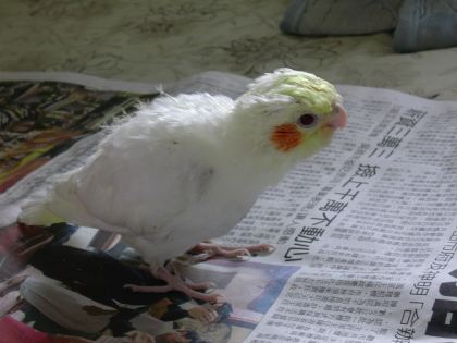 素隨在叫我ㄚ？