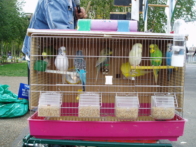 Budgieman  1