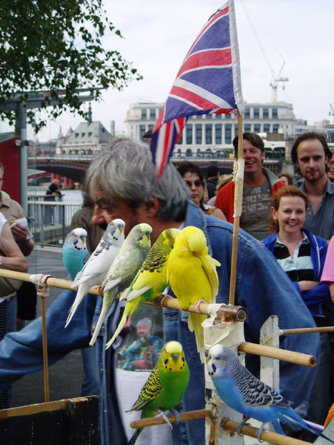 Budgieman  2