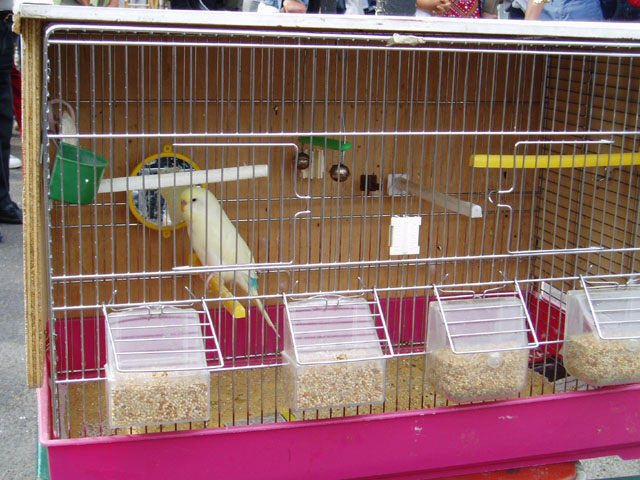 Budgieman  3