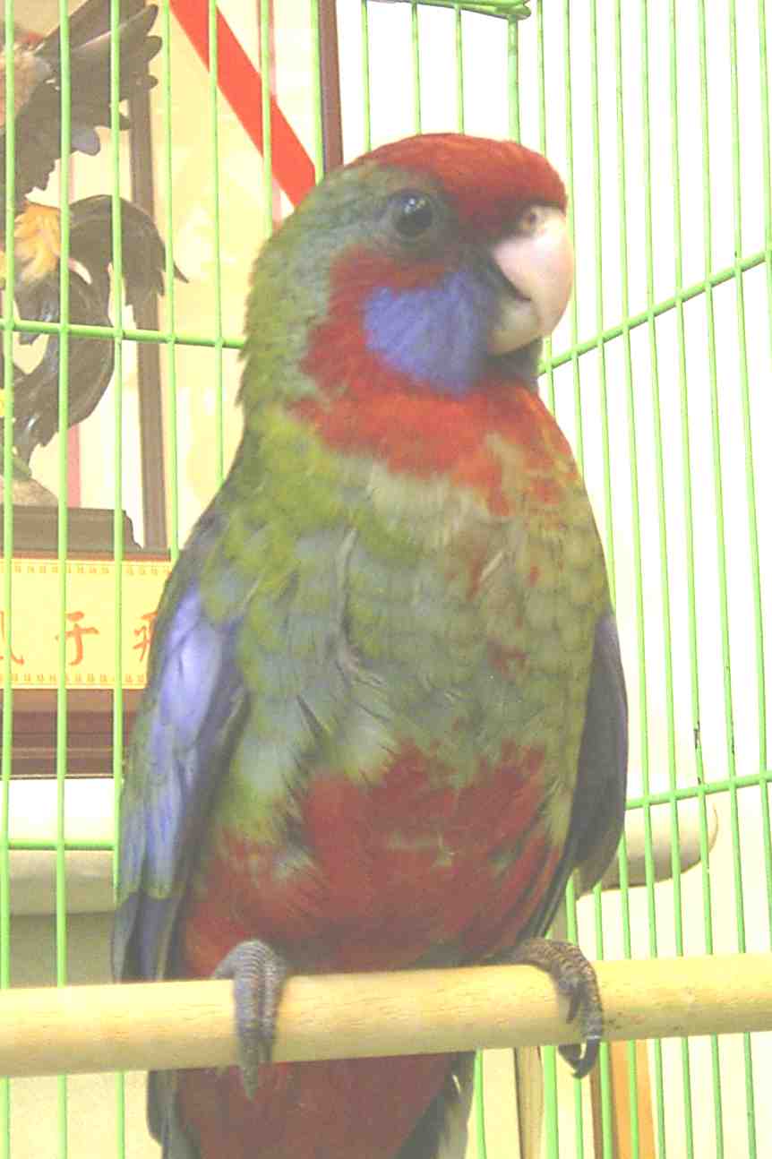 ada