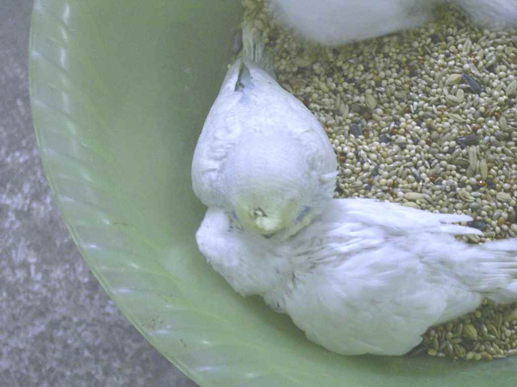 怒髮衝冠