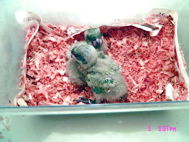 賽內幼鳥