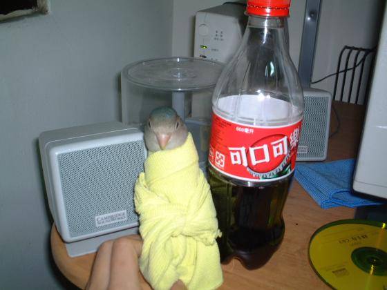 強褓中ㄉ亞奇