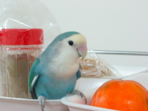 aki