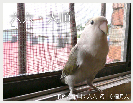 我的小鳥物語--六六(二)