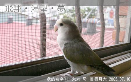 我的小鳥物語--六六(三)
