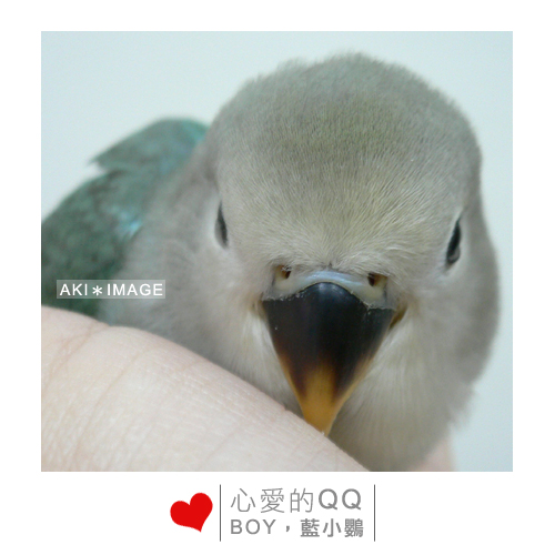 QQ~~可愛的小鸚