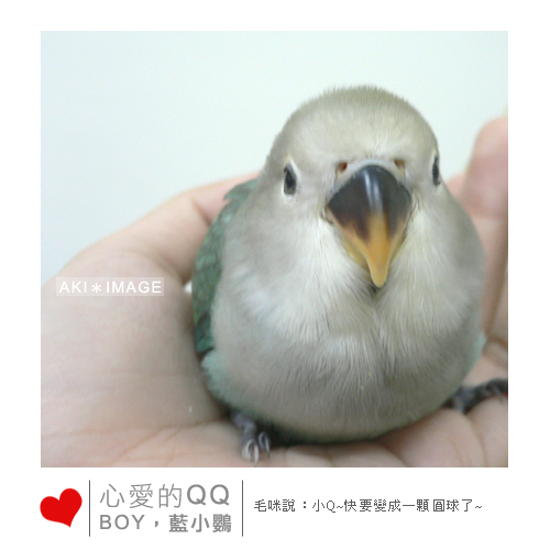 圓圓QQ的小鸚～
