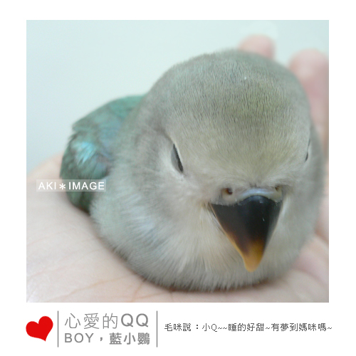 睡的QQ的小鸚～