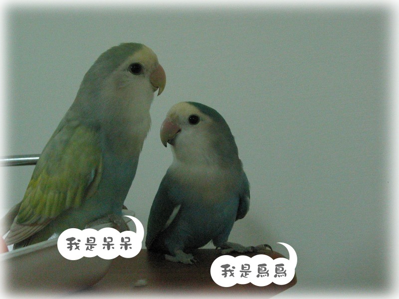 感覺像在拍婚妙照...超會擺波思~