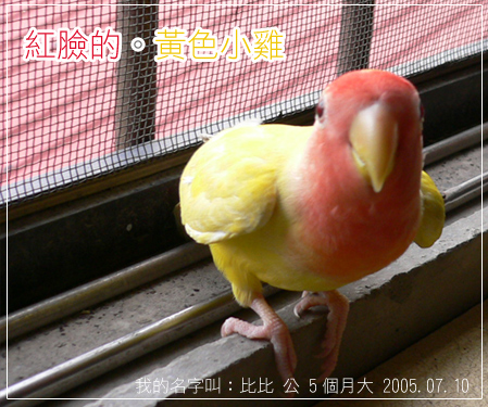 紅臉的。黃色小雞
