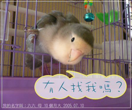 肥嘟嘟的六六～有人找我嗎？