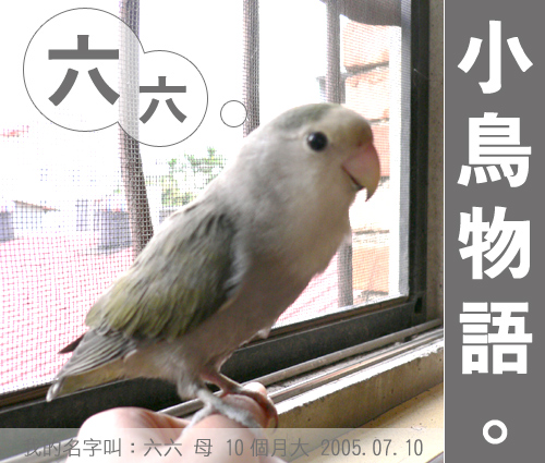 我的小鳥物語--六六(一)