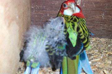 alanbirds