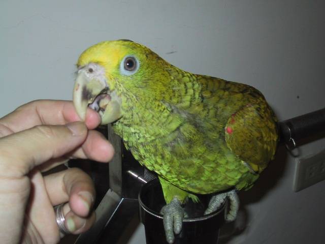 albt77