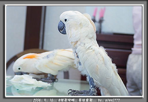 5/16 台中鳥聚照片