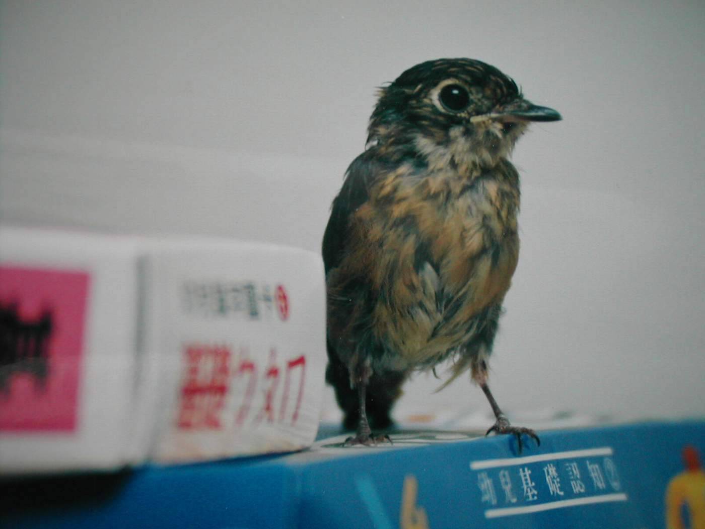 紅尾鶲學ㄅㄆㄇ