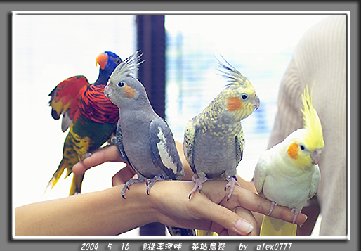 5/16 台中鳥聚照片