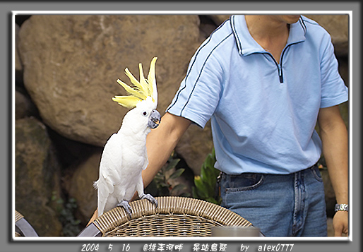 5/16 台中鳥聚照片