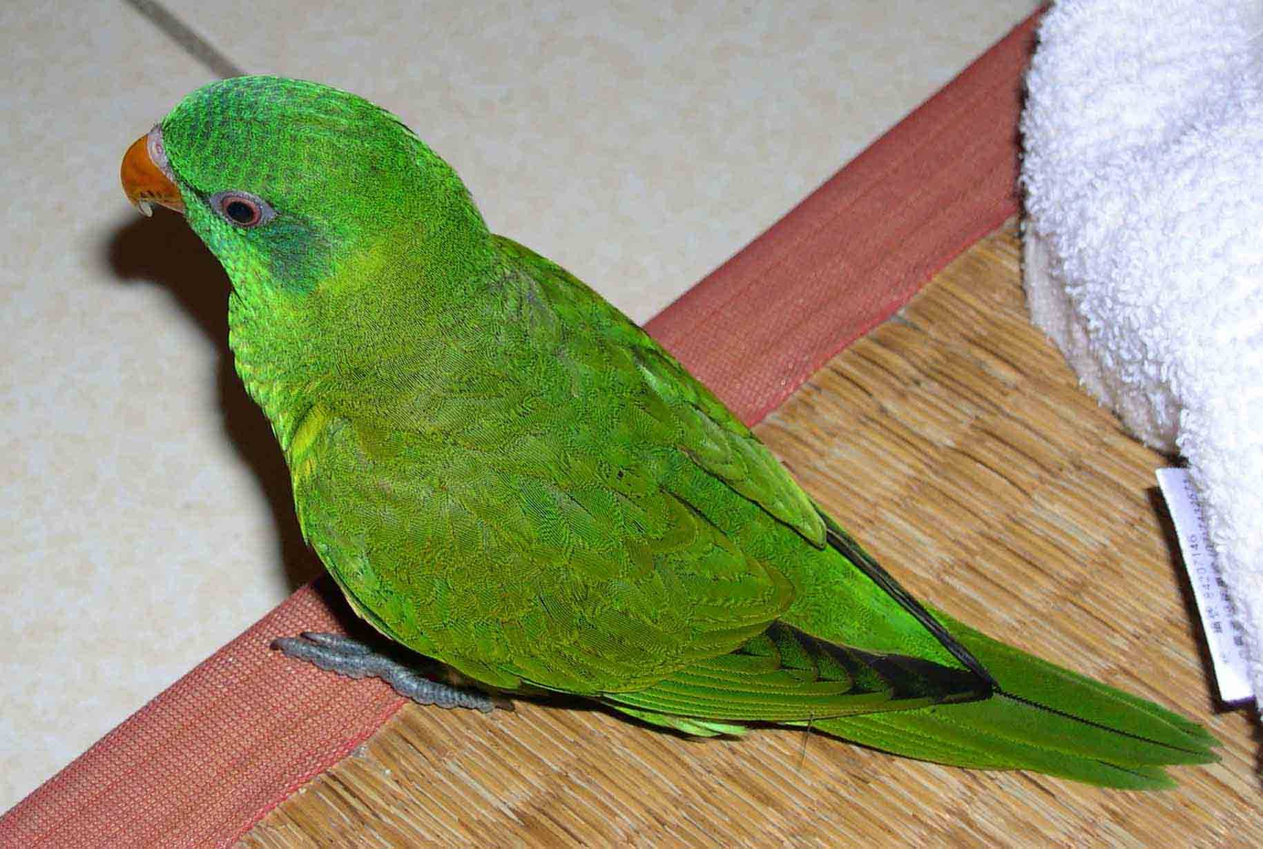 alicelory
