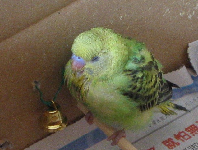 allenchao