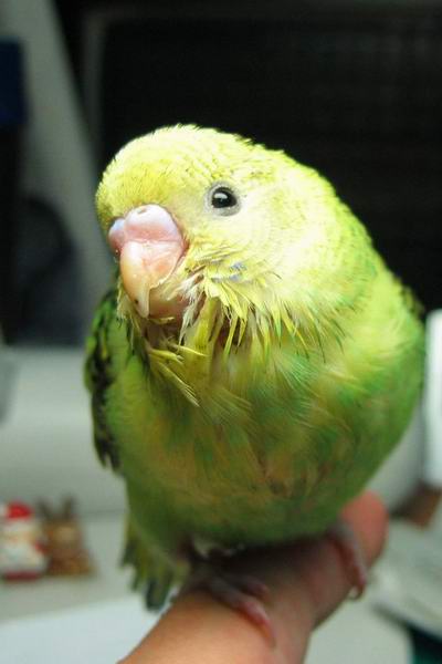 HI~你好嗎?