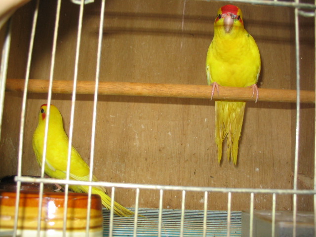 紅額幼鳥
