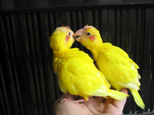 紅額幼鳥