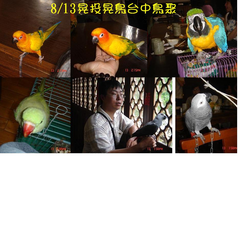 8/13台中鳥聚