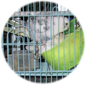 虎皮和玄鳳嘿咻1
