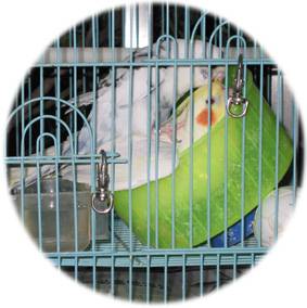 虎皮和玄鳳嘿咻