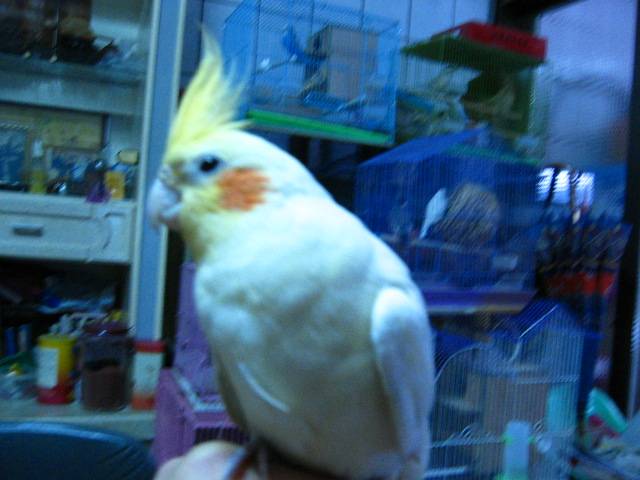 amygo