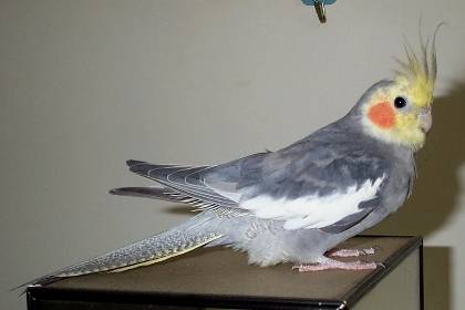 玄鳳~咕咕